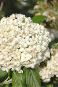  Pearlific Fragrant Snowball Viburnum Bush - 3 Gallon Pot