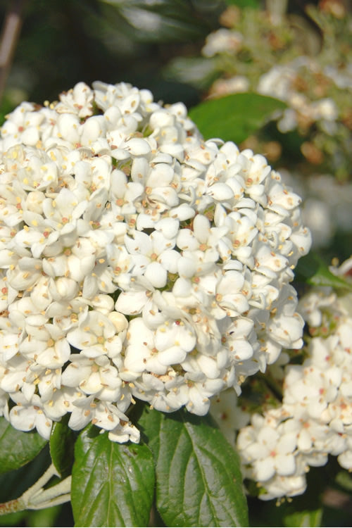  Pearlific Fragrant Snowball Viburnum Bush - 3 Gallon Pot