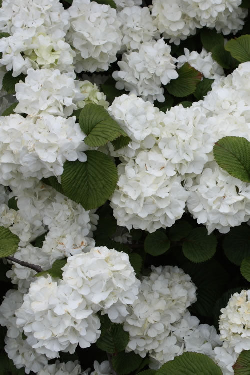  Popcorn Snowball Viburnum Bush - 1 Gallon Pot