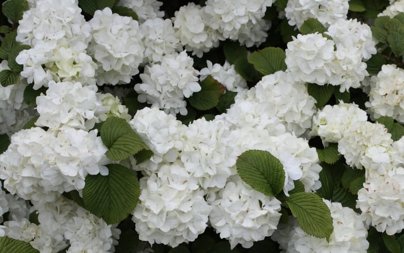  Popcorn Snowball Viburnum Bush - 1 Gallon Pot