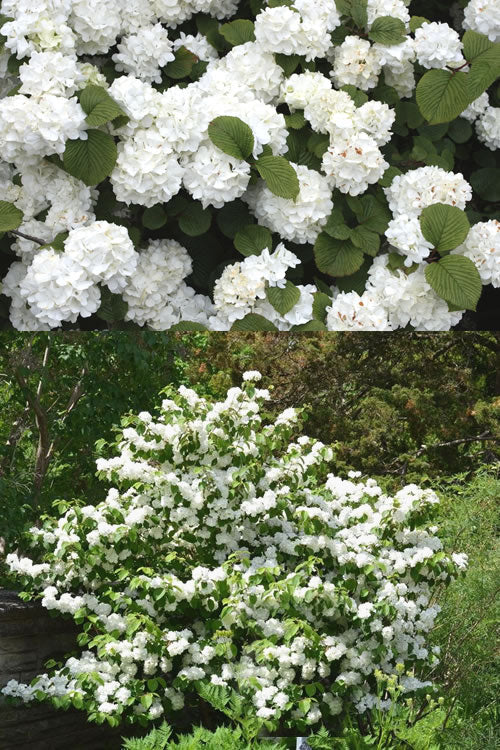  Popcorn Snowball Viburnum Bush - 1 Gallon Pot
