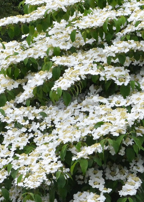  Shasta Doublefile Viburnum - 1 Gallon Pot