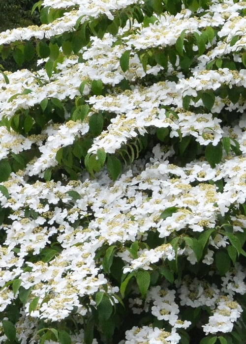  Shasta Doublefile Viburnum - 6 Pack Of 1 Gallon Pots