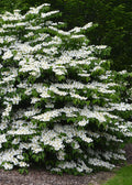  Shasta Doublefile Viburnum - 7 Gallon Pot