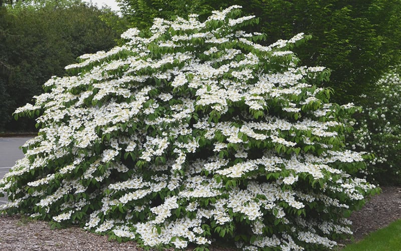  Shasta Doublefile Viburnum - 3 Gallon Pot