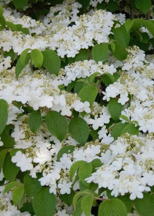  Shasta Doublefile Viburnum - 2 Gallon Pot