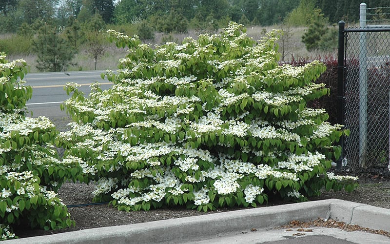  Shasta Doublefile Viburnum - 2 Gallon Pot