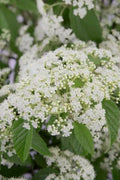  Snow Joey Viburnum - 3 Gallon Pot