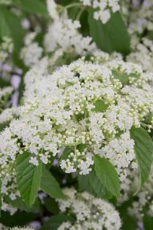  Snow Joey Viburnum - 2 Gallon Pot