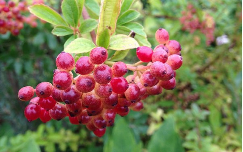  Snow Joey Viburnum - 2 Gallon Pot