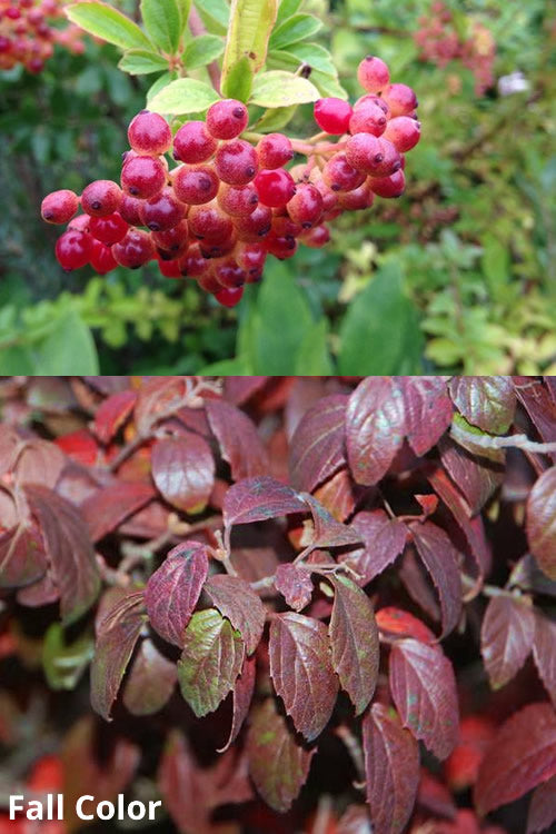  Snow Joey Viburnum - 2 Gallon Pot