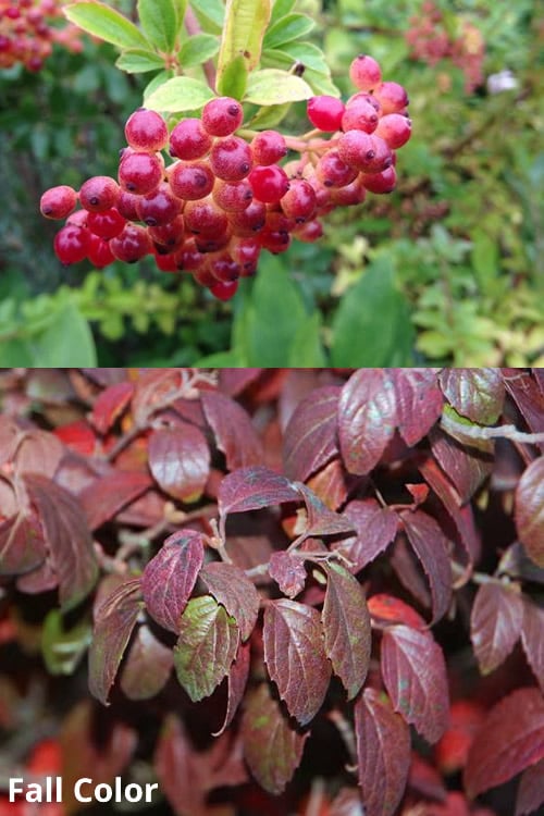  Snow Joey Viburnum - 2 Gallon Pot