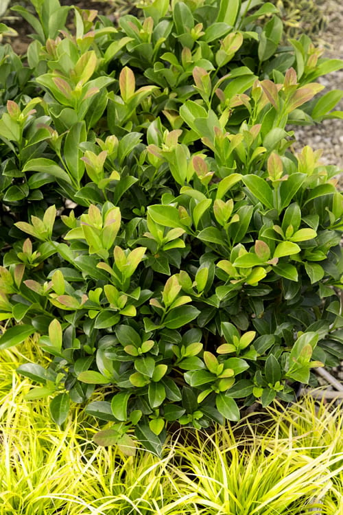  Sugar Cookie Sweet Viburnum - 3 Gallon Pot