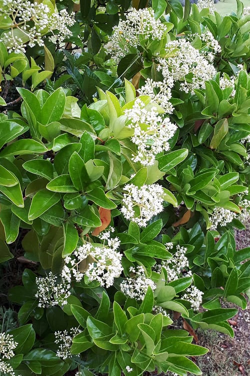  Sugar Cookie Sweet Viburnum - 3 Gallon Pot