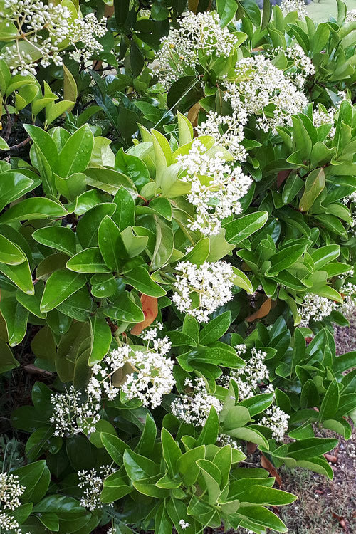  Sugar Cookie Sweet Viburnum - 3 Gallon Pot