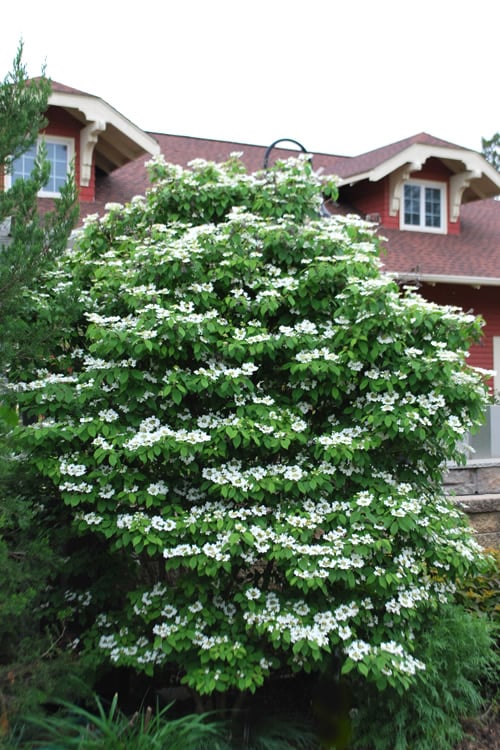  Summer Snowflake Viburnum - 3 Gallon Pot