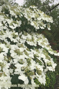  Summer Snowflake Viburnum - 6 Pack Of 1 Gallon Pots