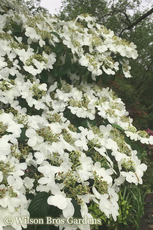  Summer Snowflake Viburnum - 3 Gallon Pot