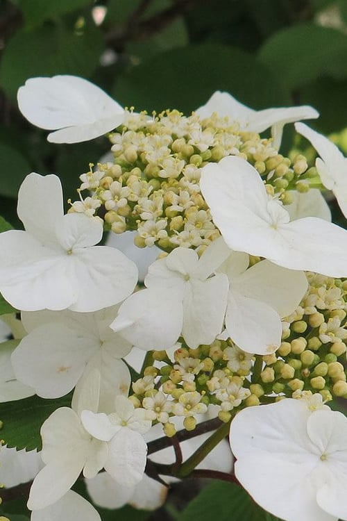  Summer Snowflake Viburnum - 3 Gallon Pot