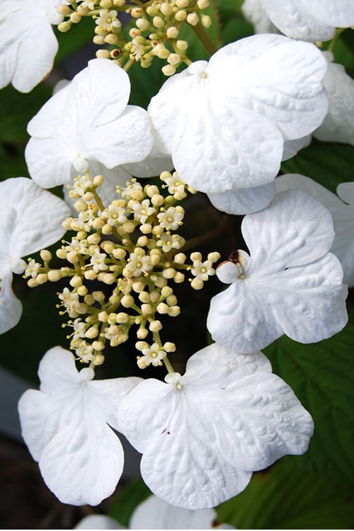  Summer Snowflake Viburnum - 3 Gallon Pot