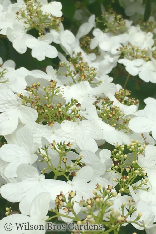  Summer Snowflake Viburnum - 3 Gallon Pot