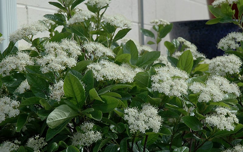  Winterthur Viburnum - 3 Gallon Pot 