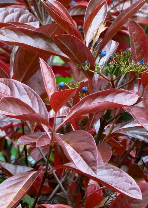  Winterthur Viburnum - 3 Gallon Pot