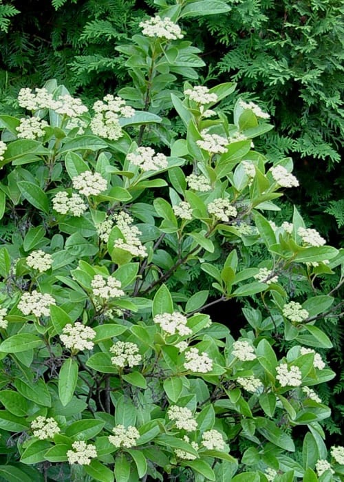 Winterthur Viburnum - 3 Gallon Pot 