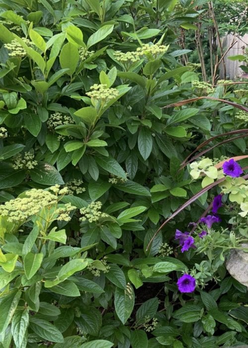  Winterthur Viburnum - 1 Gallon Pot