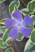  Variegated Bigleaf Periwinkle - Vinca Major 'Variegata' - 10 Pack Of Pint Pots