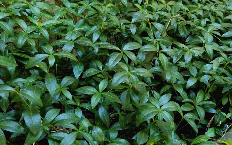  White Evergreen Periwinkle (Vinca Minor 'Alba') - 5 Pack Of Pint Pots