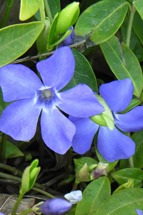  Evergreen Periwinkle - Vinca Minor - 18 Count Flat Of Pint Pots
