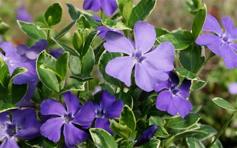  Ralph Shugert Variegated Periwinkle (Vinca Minor) - 10 Pack Of Pint Pots