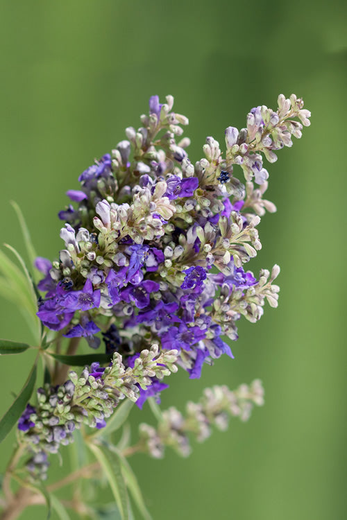  Blue Puffball Chaste Tree (Dwarf) - Vitex - 3 Gallon Pot