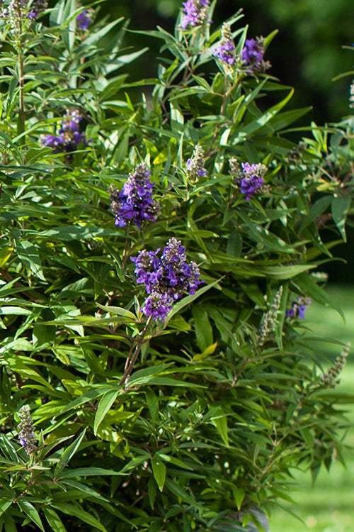  Blue Puffball Chaste Tree (Dwarf) - Vitex - 3 Gallon Pot