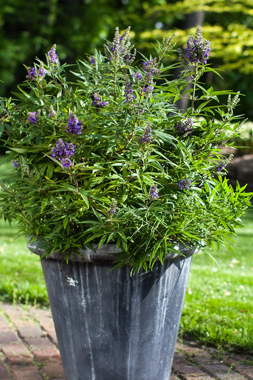  Blue Puffball Chaste Tree (Dwarf) - Vitex - 3 Gallon Pot