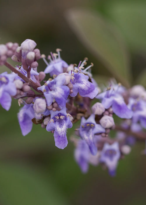  Flip Side Chaste Tree (Vitex) - 7 Gallon Pot
