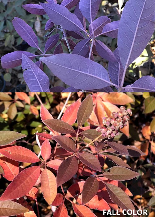  Flip Side Chaste Tree (Vitex) - 6 Pack Of 1 Gallon Pots