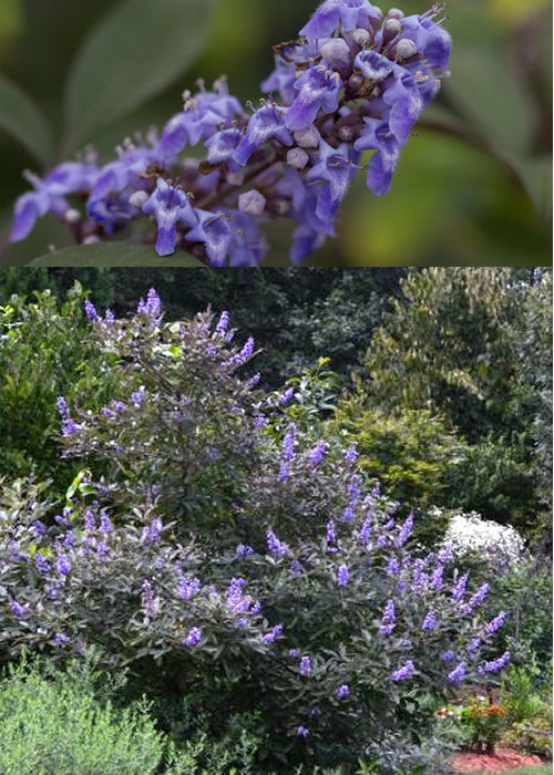  Flip Side Chaste Tree (Vitex) - 1 Gallon Pot