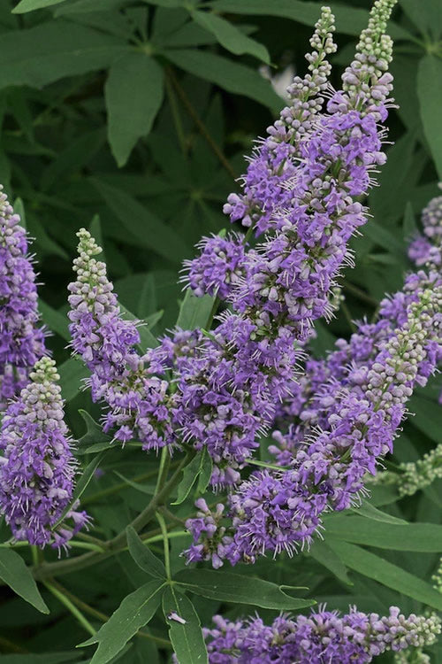  Shoal Creek Chaste Tree (Vitex) - 5 Gallon Pot