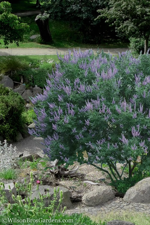  Shoal Creek Chaste Tree (Vitex) - 1 Gallon Pot