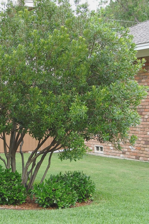  Southern Wax Myrtle - 3 Gallon Pot