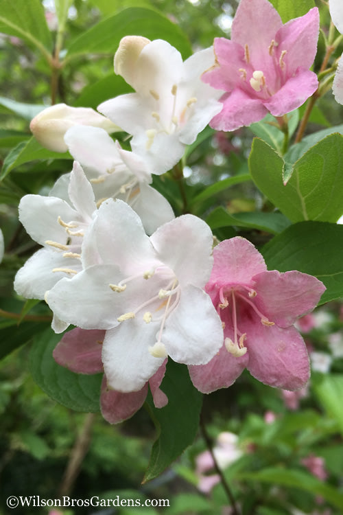  Goodness Grows Bicolor Weigela - 3 Gallon Pot