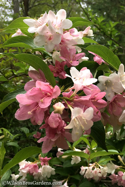  Goodness Grows Bicolor Weigela - 3 Gallon Pot