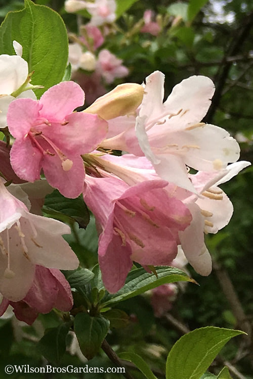 Goodness Grows Bicolor Weigela - 3 Gallon Pot