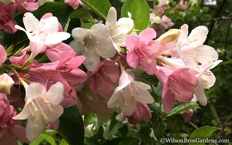  Goodness Grows Bicolor Weigela - 3 Gallon Pot