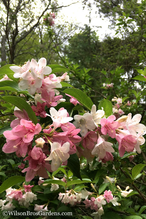  Goodness Grows Bicolor Weigela - 3 Gallon Pot