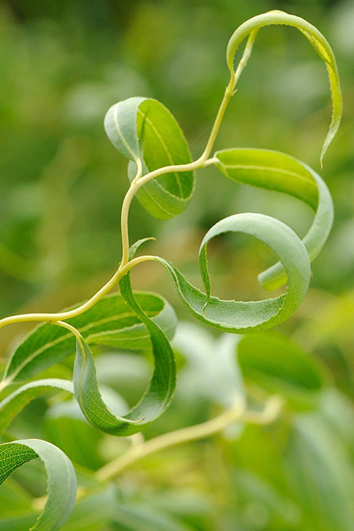  Corkscrew Willow Tree - Salix Matsudana - 5 Gallon Pot (7-8')