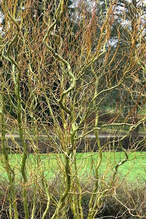  Corkscrew Willow Tree - Salix Matsudana - 5 Gallon Pot (7-8')