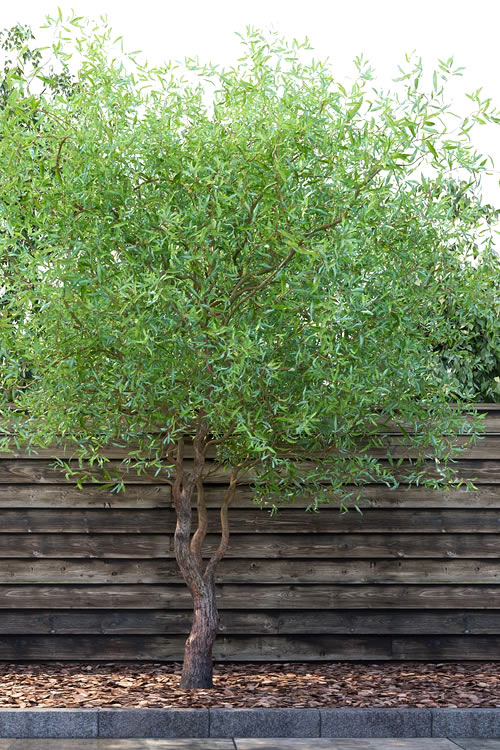  Corkscrew Willow Tree - Salix Matsudana - 5 Gallon Pot (7-8')